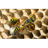 Frontline Wasp Removal Melbourne