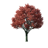 Grace Tree Service