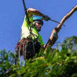 Pearland tree service