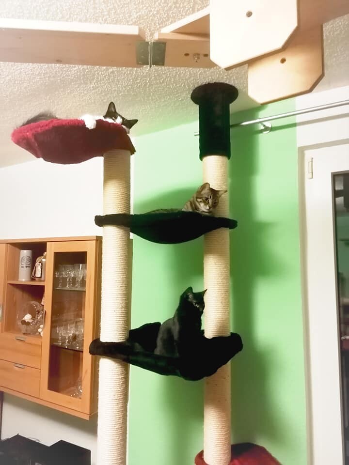 Pussicat Kratz Und Klettermobel Experiences Reviews