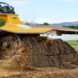 TML Tree Service