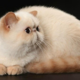 Blue Gem Siberian Cats