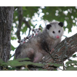 Angel City Wildlife Control Experts