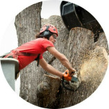 Tree Service Flint MI