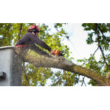 Contract City Tree Service