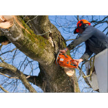 Crater Lake Tree Services