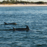 Coastal Wildlife Adventures