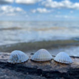 Ferienhaus Loissin logo