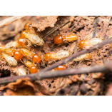 Summer Capital Termite Co