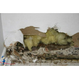 Mold Remediation Professionals St Louis