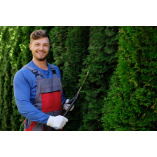 Nottingham Tree Surgeons