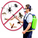 Professional Pest Removal Geelong