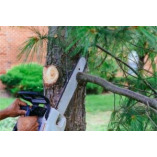 Lexington Tree Service