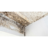 Mould Remediation Ltd