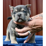 American Bullies Home