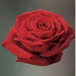 Blumen-Fragen GbR logo