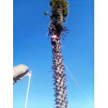 Palm Desert Tree Pros