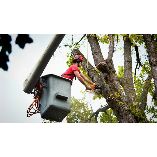 Goldsborough Tree Service