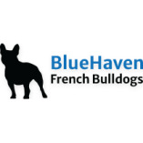 Bluehaven French Bulldogs