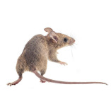 Deratisation94ValdeMarne