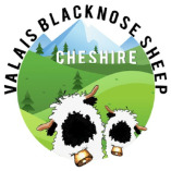 Valais Blacknose Sheep Cheshire