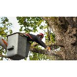 Torches Tree Service