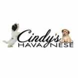 Cindys Havanese