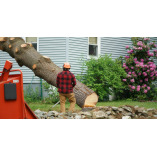 Pasadena Tree Solutions
