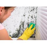 Fox Mold Removal Co