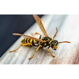 Wasp Removal Adelaide