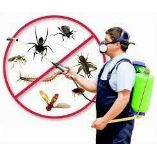 Pest Control Darlinghurst