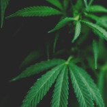 Comprarmarihuanamadrid.com