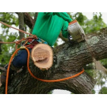 Big As Avon Tree Service