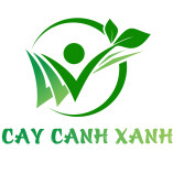 caycanhxanh.vn