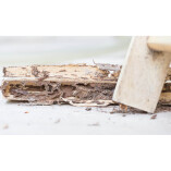 Diamond State Termite Removal Experts