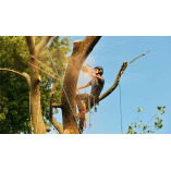 Image Center City Tree Service