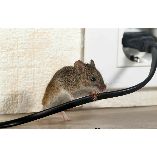 Pest Control Experts of Fox Valley