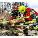 Schaumburg Tree Service Pros