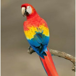 Parrots For Sales