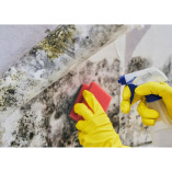 Suffolk County Mold Inspections