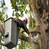 Four Corners Tree Service