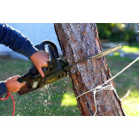 Vernon Avenue Tree Service Ontario