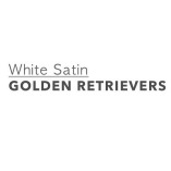 White Satin Golden Retrievers