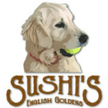 Sushi's English Goldens