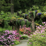 Glacier Gardens Rainforest Adventure