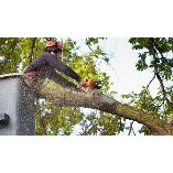 The Garden City Tree Service Co