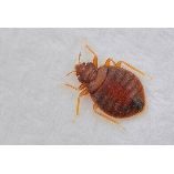 Bed Bug Control Melbourne