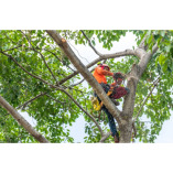 Newcastle Tree Service LLC