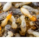 Peters Termite Control Adelaide