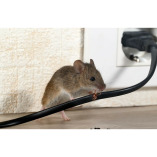 Pest Control Experts of Fox Valley